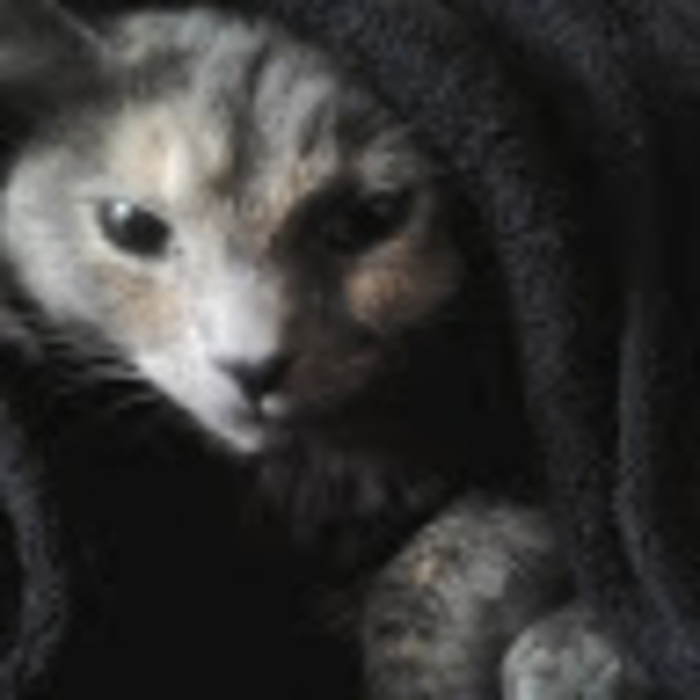 Meet your Posher, Katt